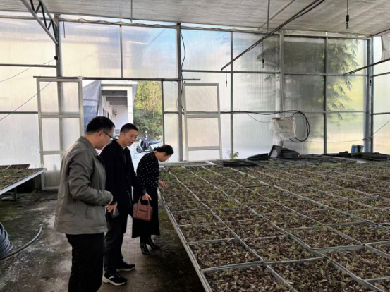 西峡县审计局开展“讲政策、保安全”文明实践主题活动