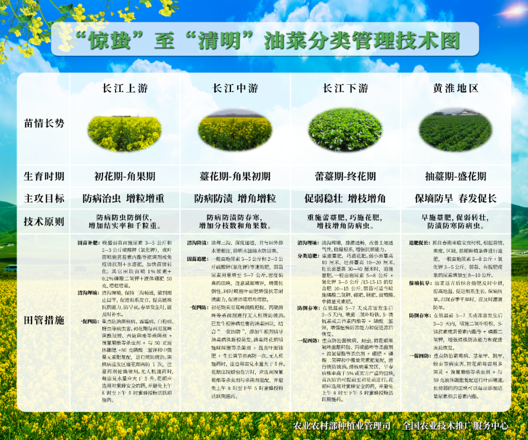 【收藏】“惊蛰”至“清明”油菜分类管理技术图