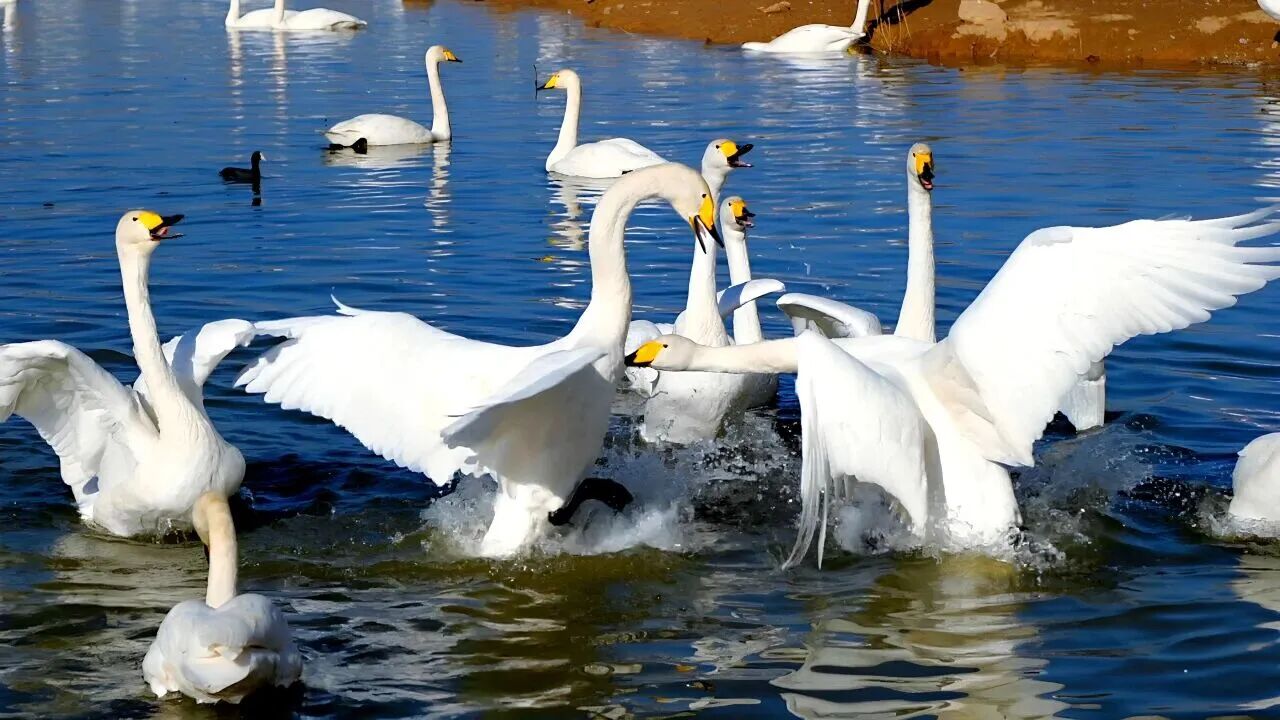 28473843655798405 c0b026ba7fe54a17565d8f4c059508d3.jpg