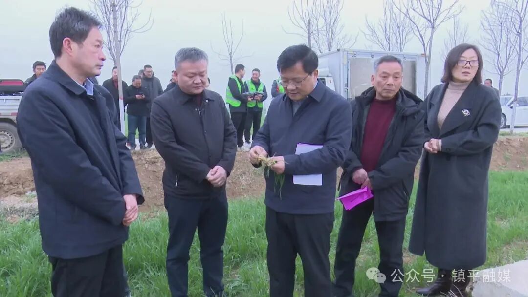 镇平：加强小麦春季管理 力夺夏粮稳产增收