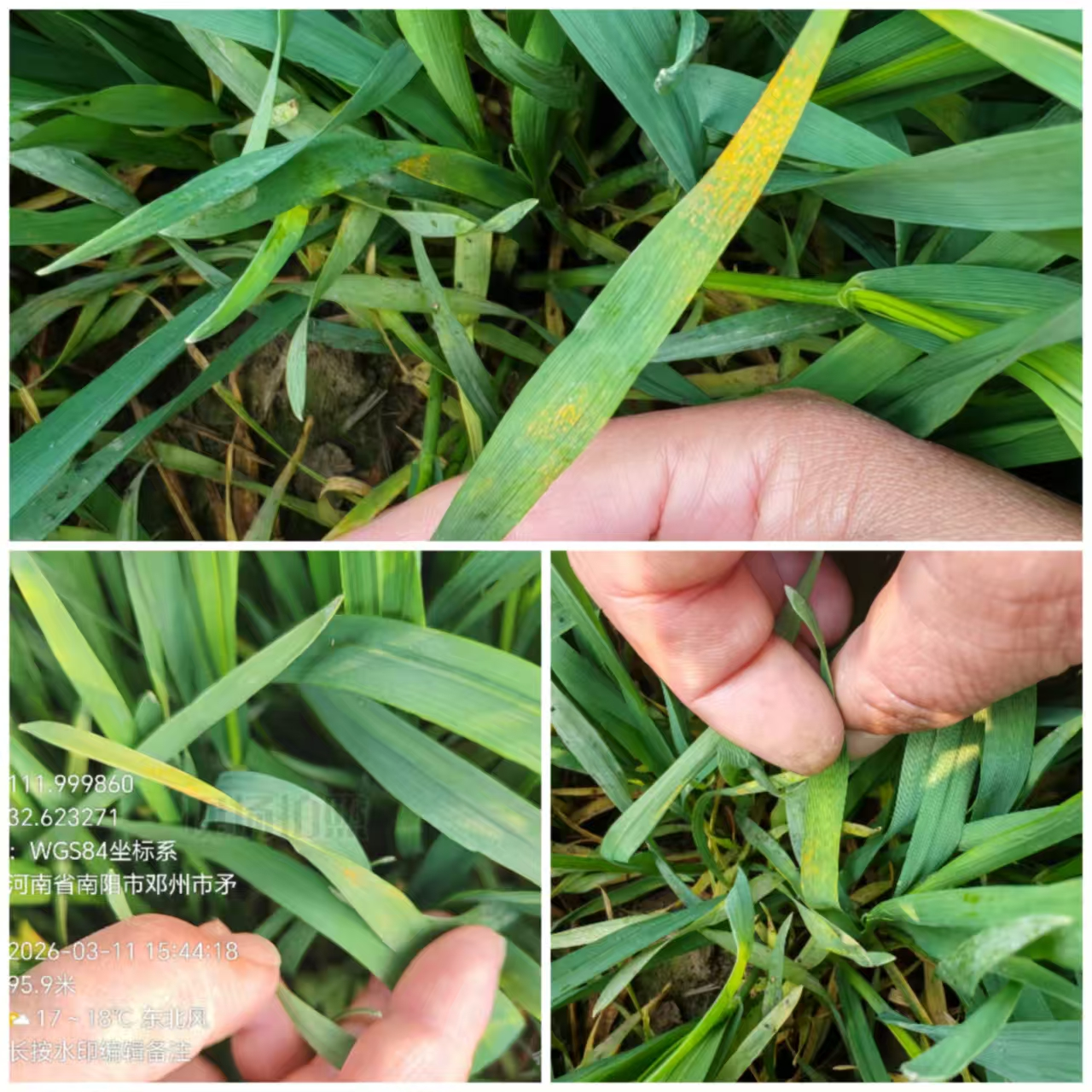 邓州市率先查见小麦条锈病发病中心