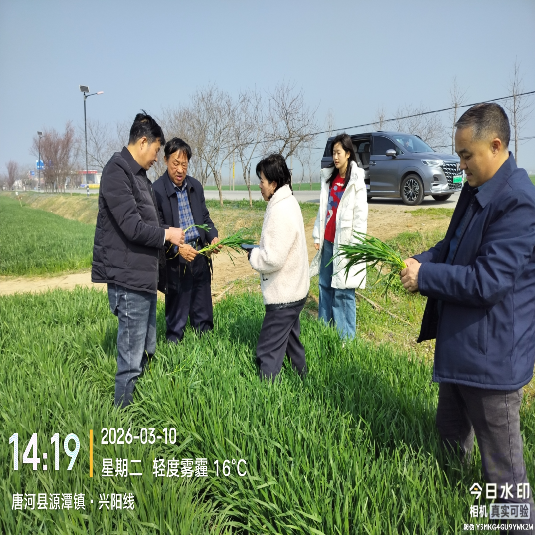 国家统计局南阳调查队深入部分县区调研指导春季小麦生长及麦田管理情况