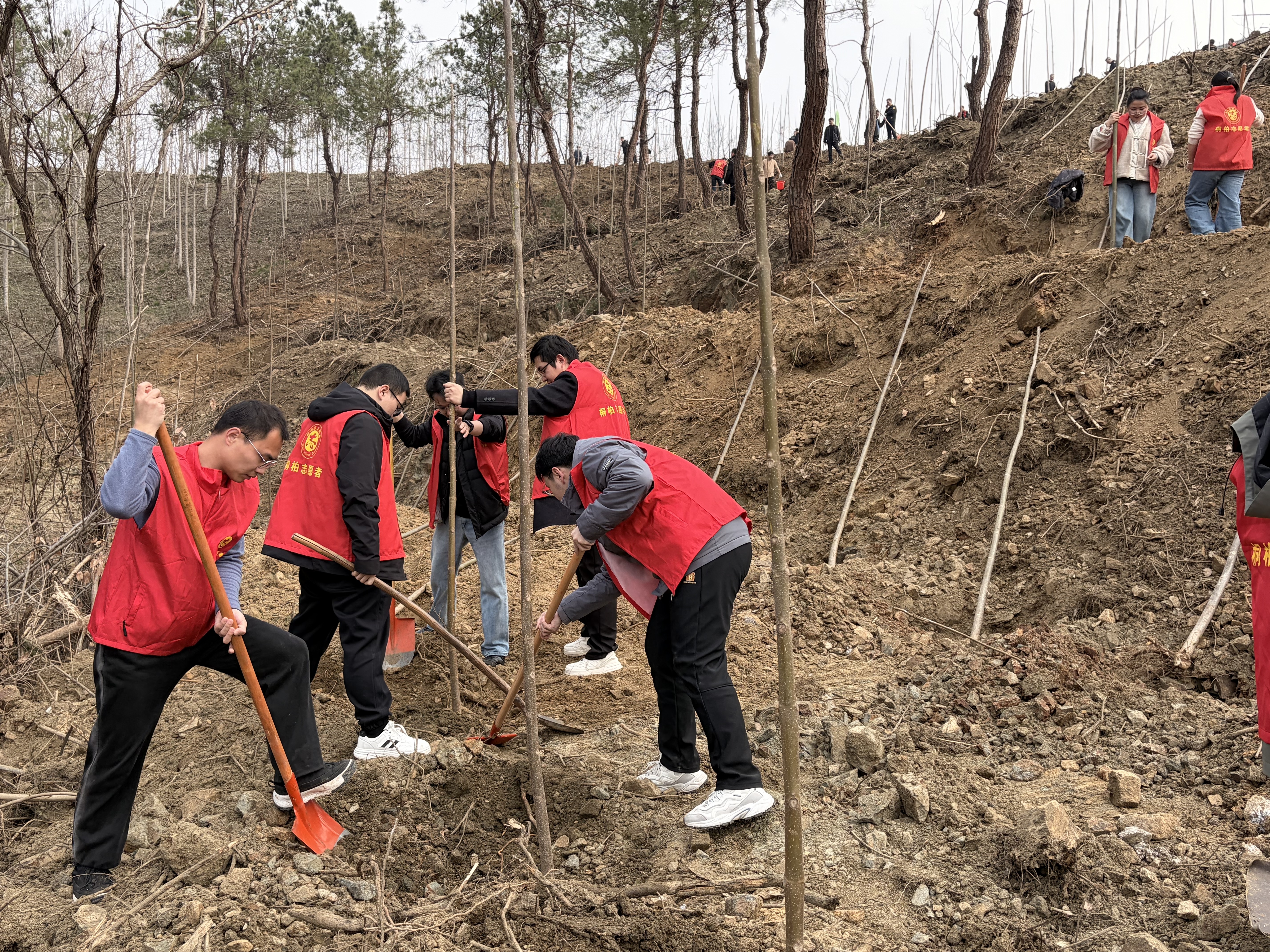 桐柏县人社局开展义务植树活动 为生态建设增绿添彩