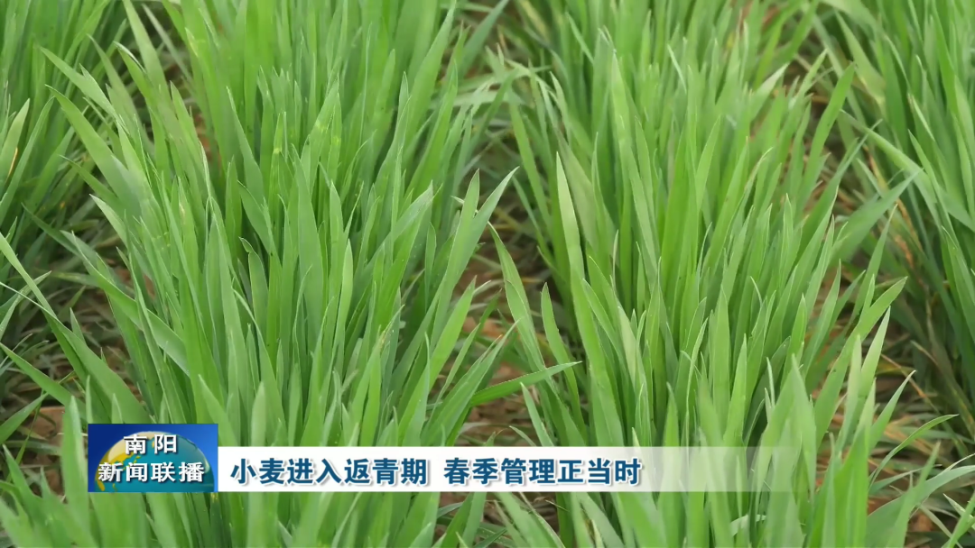 小麦进入返青期 春季管理正当时