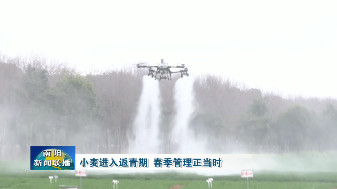 小麦进入返青期 春季管理正当时