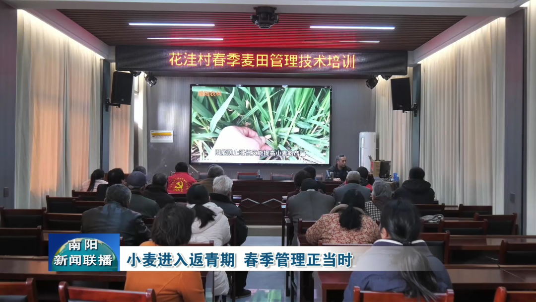 小麦进入返青期 春季管理正当时