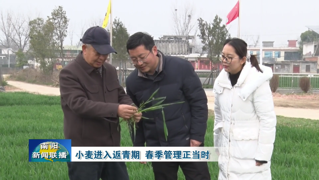 小麦进入返青期 春季管理正当时