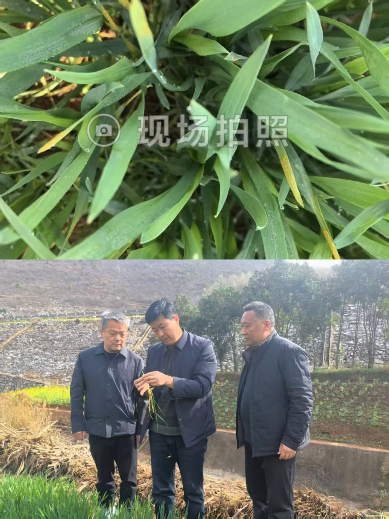 内乡县查见小麦条锈病发病中心