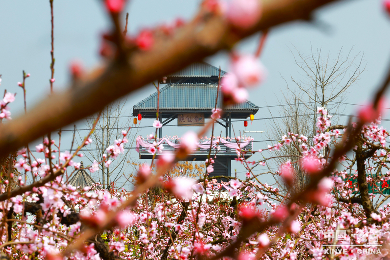 南阳市2026“春季赏花 畅游南阳”暨<br>新野县赏花旅游季・文旅促消费活动盛大开幕 南阳市2026“春季赏花 畅游南阳”暨<br>新野县赏花旅游季・文旅促消费活动盛大开幕