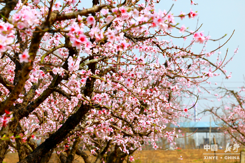 南阳市2026“春季赏花 畅游南阳”暨<br>新野县赏花旅游季・文旅促消费活动盛大开幕 南阳市2026“春季赏花 畅游南阳”暨<br>新野县赏花旅游季・文旅促消费活动盛大开幕