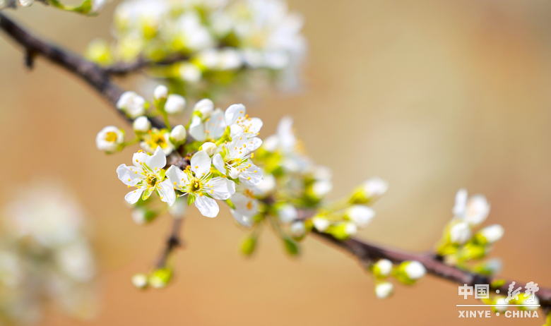 南阳市2026“春季赏花 畅游南阳”暨<br>新野县赏花旅游季・文旅促消费活动盛大开幕 南阳市2026“春季赏花 畅游南阳”暨<br>新野县赏花旅游季・文旅促消费活动盛大开幕