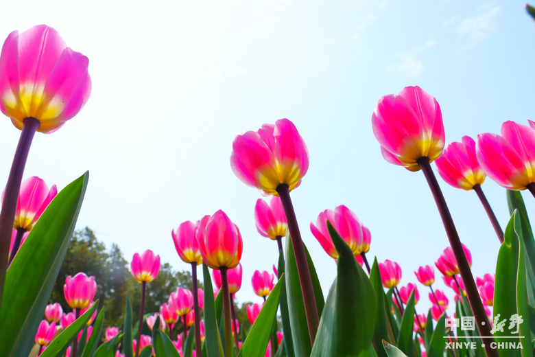 南阳市2026“春季赏花 畅游南阳”暨<br>新野县赏花旅游季・文旅促消费活动盛大开幕 南阳市2026“春季赏花 畅游南阳”暨<br>新野县赏花旅游季・文旅促消费活动盛大开幕