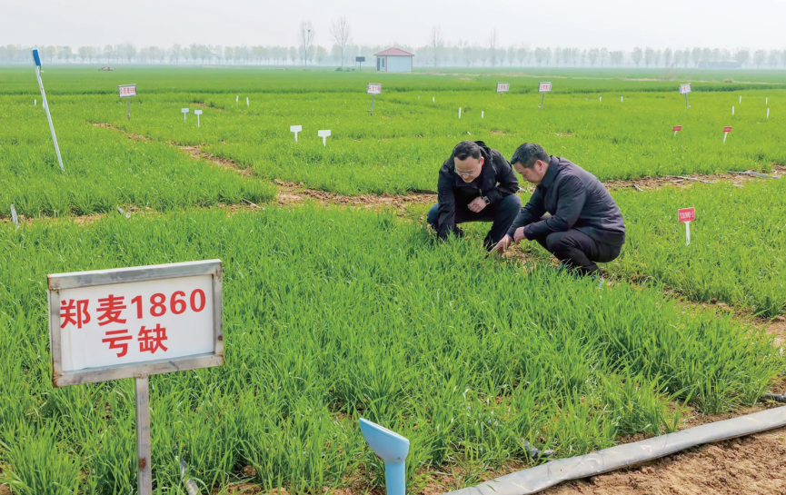 图说南阳|小麦观测