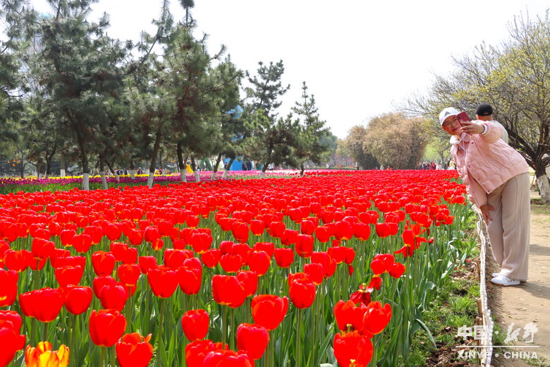 南阳市2026“春季赏花 畅游南阳”暨<br>新野县赏花旅游季・文旅促消费活动盛大开幕 南阳市2026“春季赏花 畅游南阳”暨<br>新野县赏花旅游季・文旅促消费活动盛大开幕