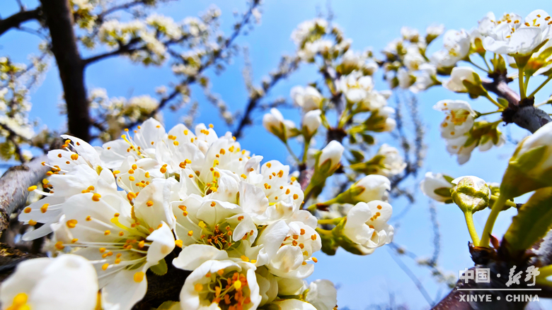 南阳市2026“春季赏花 畅游南阳”暨<br>新野县赏花旅游季・文旅促消费活动盛大开幕 南阳市2026“春季赏花 畅游南阳”暨<br>新野县赏花旅游季・文旅促消费活动盛大开幕