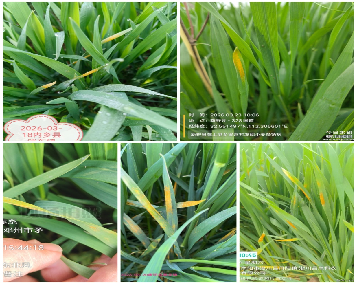 警报!小麦条锈病已在我市五县市发生 警报!小麦条锈病已在我市五县市发生