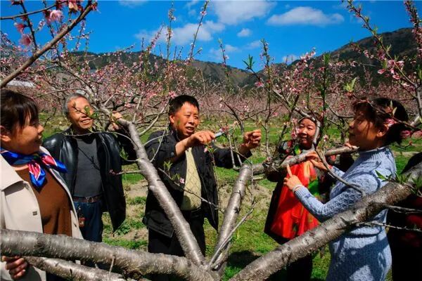 桃树花后第一遍药你喷了吗? 桃树花后第一遍药你喷了吗?