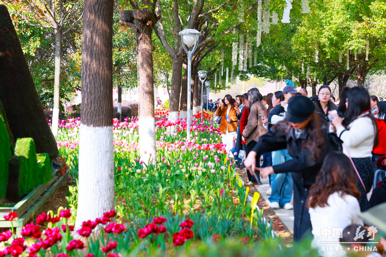 新野郁金香生长纪：从寒冬深耕到春日盛放 每一帧都是藏在花海背后的浪漫