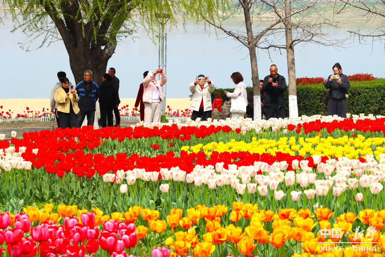 新野郁金香生长纪：从寒冬深耕到春日盛放 每一帧都是藏在花海背后的浪漫