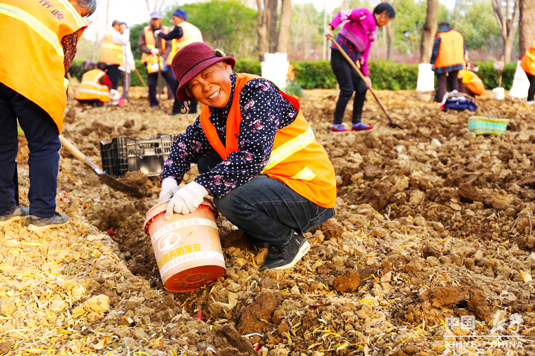新野郁金香生长纪：从寒冬深耕到春日盛放 每一帧都是藏在花海背后的浪漫