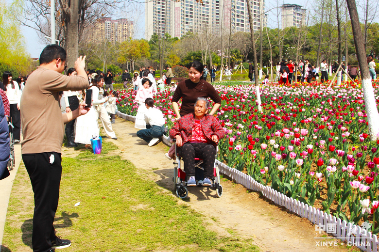 新野郁金香生长纪：从寒冬深耕到春日盛放 每一帧都是藏在花海背后的浪漫