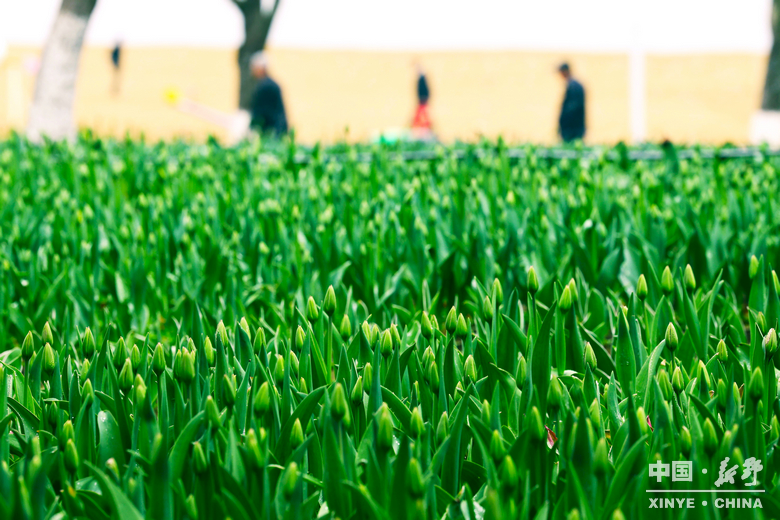 新野郁金香生长纪：从寒冬深耕到春日盛放 每一帧都是藏在花海背后的浪漫