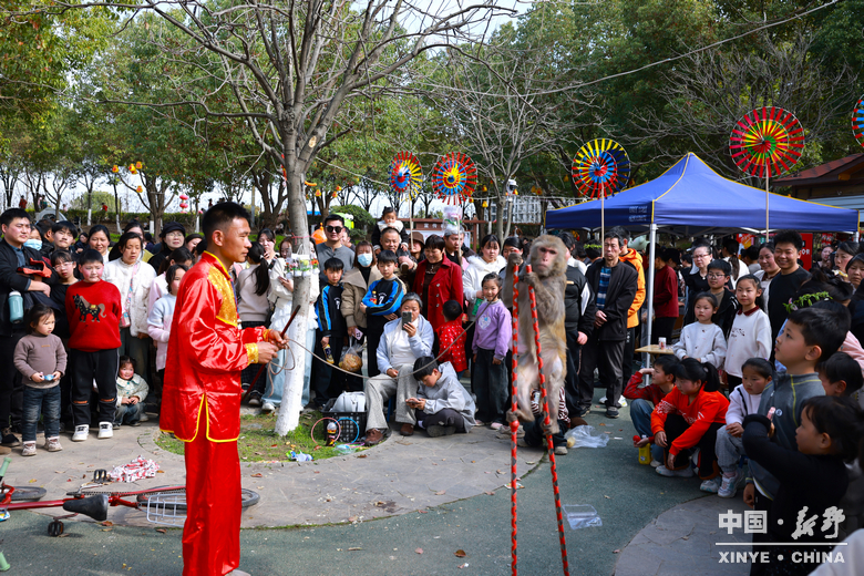 新野郁金香生长纪：从寒冬深耕到春日盛放 每一帧都是藏在花海背后的浪漫