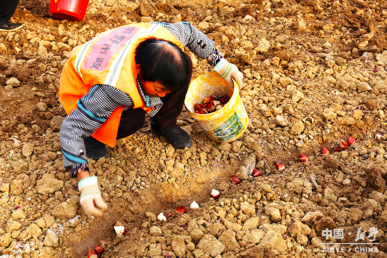 新野郁金香生长纪：从寒冬深耕到春日盛放 每一帧都是藏在花海背后的浪漫