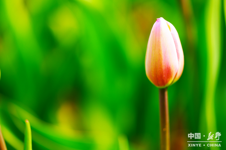 新野郁金香生长纪：从寒冬深耕到春日盛放 每一帧都是藏在花海背后的浪漫