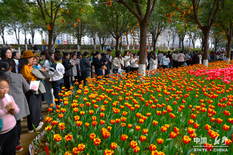新野郁金香生长纪：从寒冬深耕到春日盛放 每一帧都是藏在花海背后的浪漫