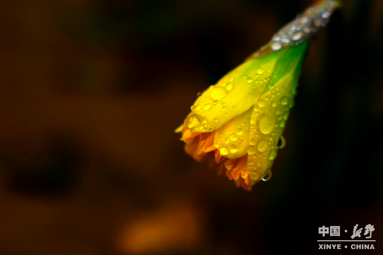 新野郁金香生长纪：从寒冬深耕到春日盛放 每一帧都是藏在花海背后的浪漫