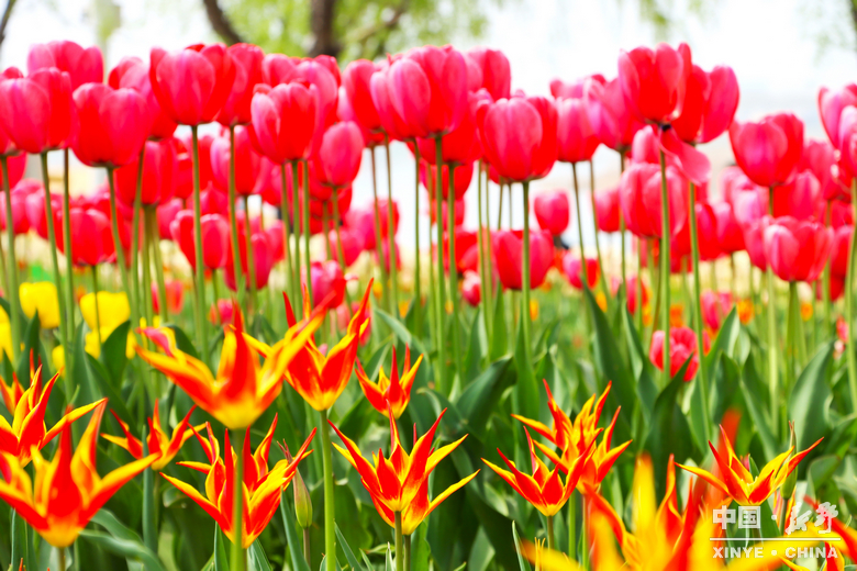 新野郁金香生长纪：从寒冬深耕到春日盛放 每一帧都是藏在花海背后的浪漫