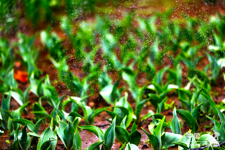 新野郁金香生长纪：从寒冬深耕到春日盛放 每一帧都是藏在花海背后的浪漫