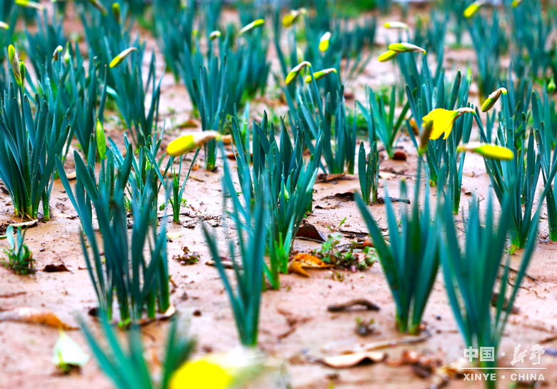 新野郁金香生长纪：从寒冬深耕到春日盛放 每一帧都是藏在花海背后的浪漫