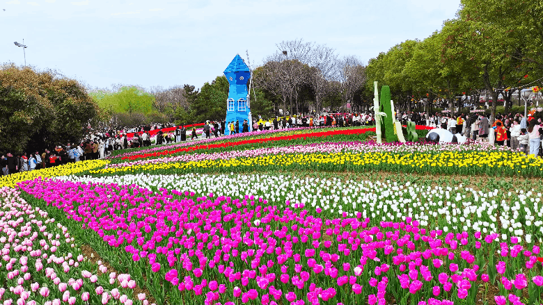 新野郁金香生长纪：从寒冬深耕到春日盛放 每一帧都是藏在花海背后的浪漫