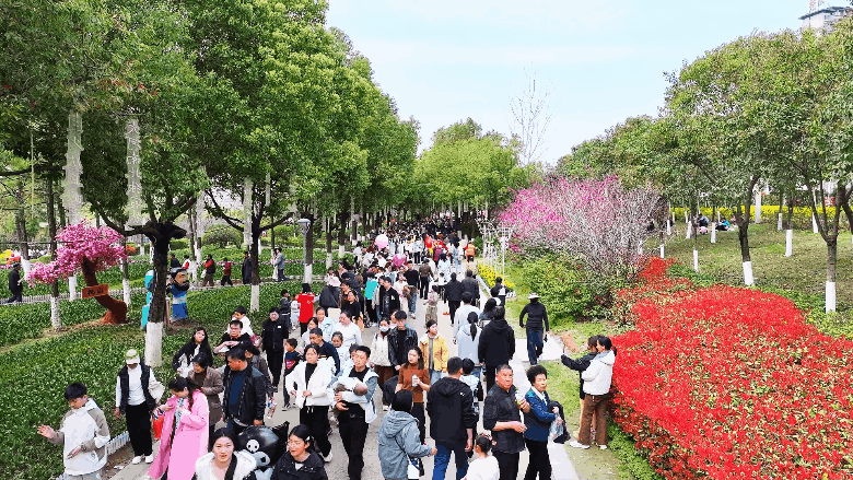 新野郁金香生长纪：从寒冬深耕到春日盛放 每一帧都是藏在花海背后的浪漫