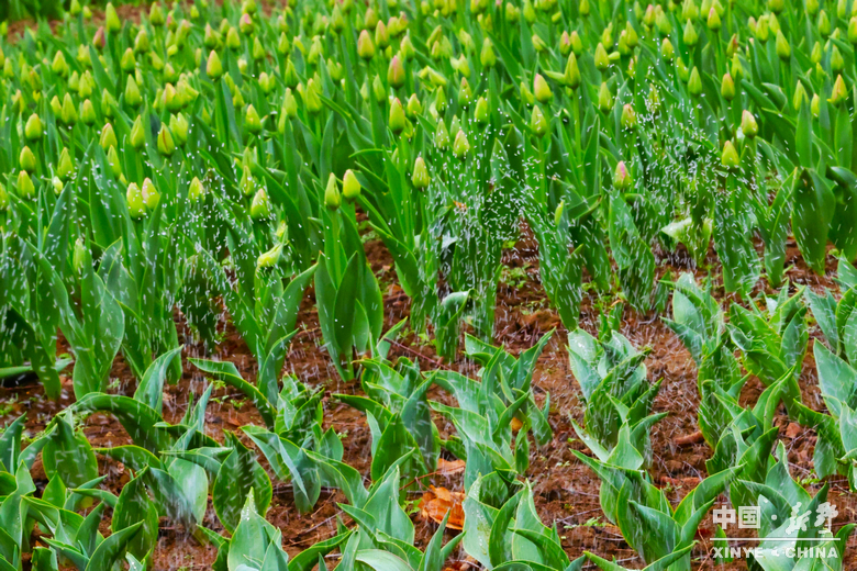 新野郁金香生长纪：从寒冬深耕到春日盛放 每一帧都是藏在花海背后的浪漫
