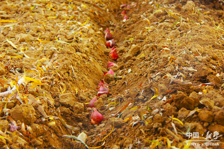 新野郁金香生长纪：从寒冬深耕到春日盛放 每一帧都是藏在花海背后的浪漫