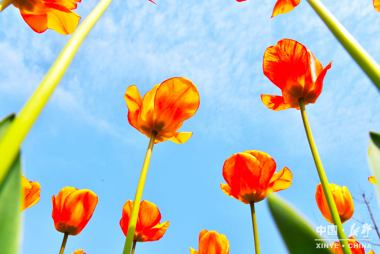 新野郁金香生长纪：从寒冬深耕到春日盛放 每一帧都是藏在花海背后的浪漫