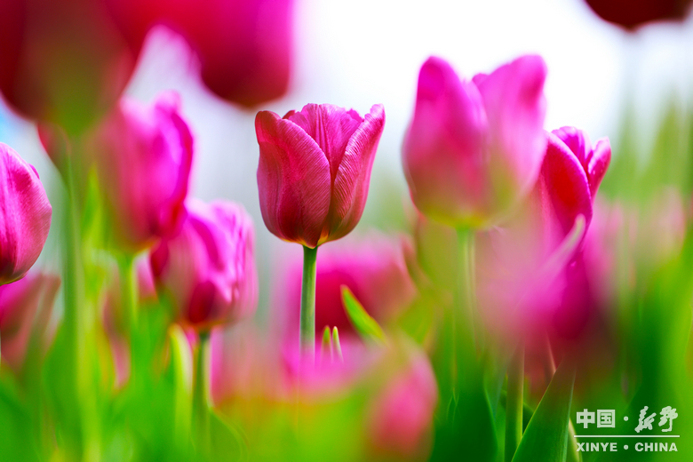 新野郁金香生长纪：从寒冬深耕到春日盛放 每一帧都是藏在花海背后的浪漫