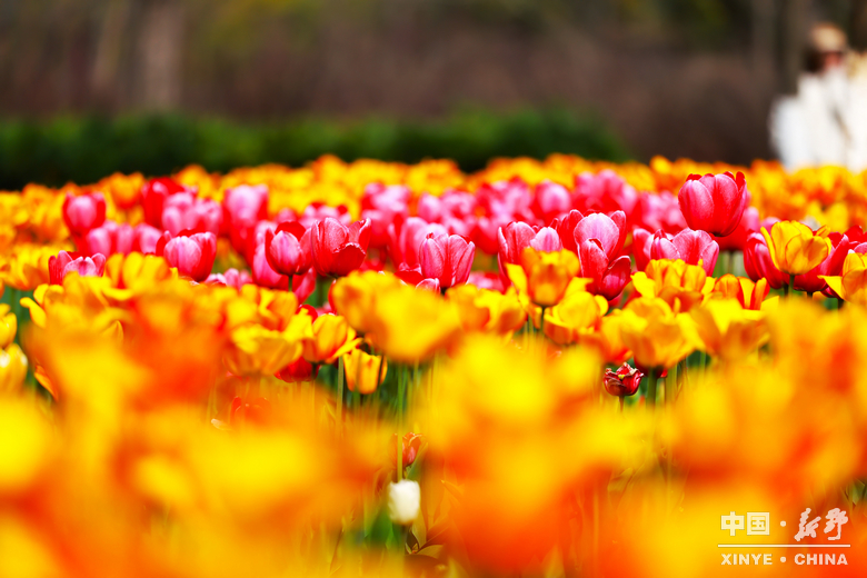 新野郁金香生长纪：从寒冬深耕到春日盛放 每一帧都是藏在花海背后的浪漫