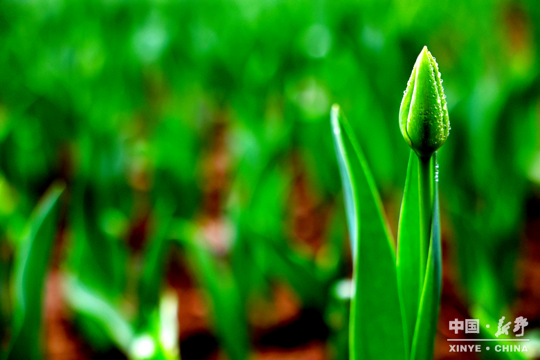 新野郁金香生长纪：从寒冬深耕到春日盛放 每一帧都是藏在花海背后的浪漫