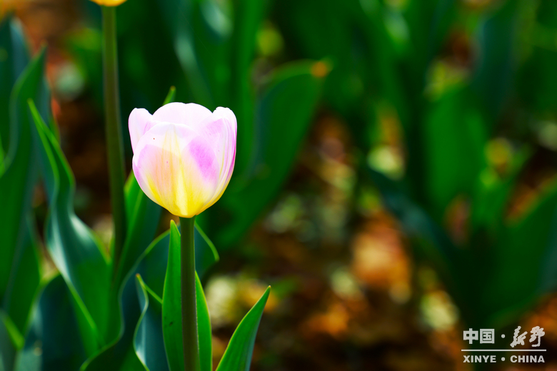新野郁金香生长纪：从寒冬深耕到春日盛放 每一帧都是藏在花海背后的浪漫