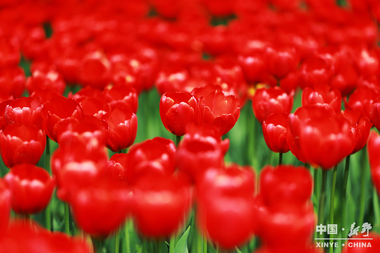 新野郁金香生长纪：从寒冬深耕到春日盛放 每一帧都是藏在花海背后的浪漫