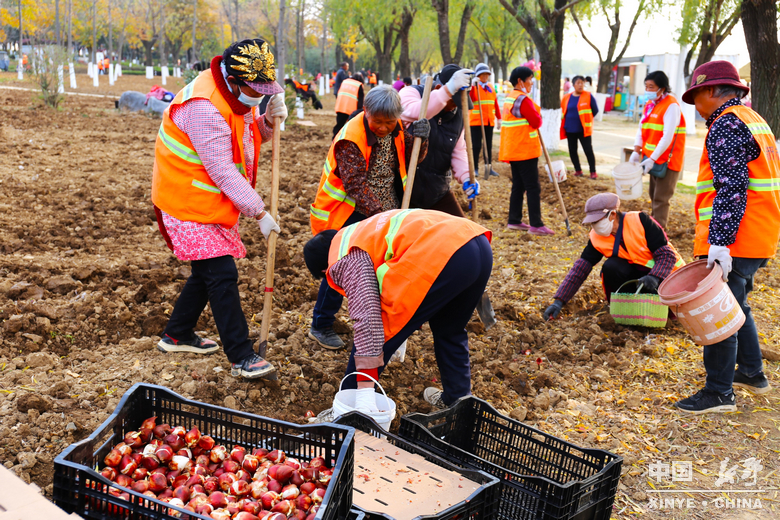 新野郁金香生长纪：从寒冬深耕到春日盛放 每一帧都是藏在花海背后的浪漫