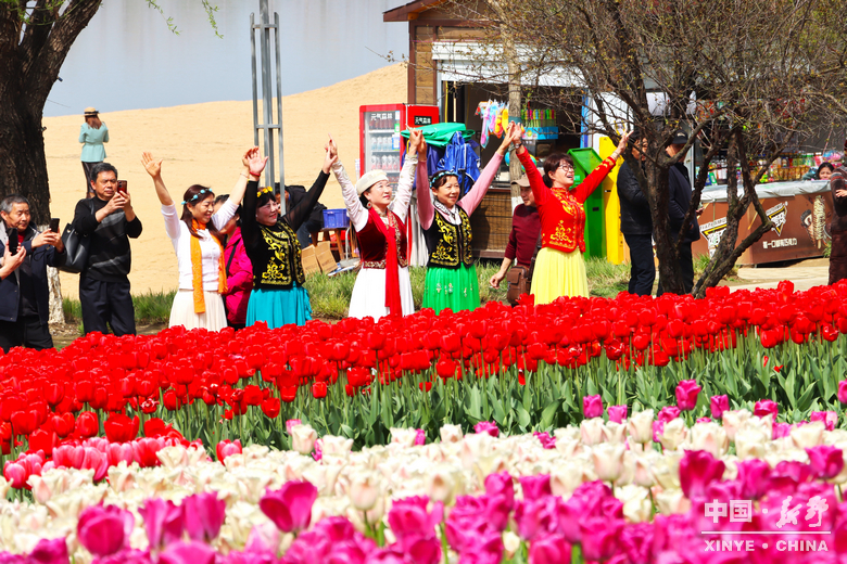 新野郁金香生长纪：从寒冬深耕到春日盛放 每一帧都是藏在花海背后的浪漫