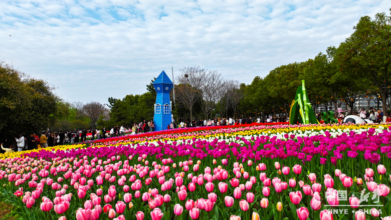 新野郁金香生长纪：从寒冬深耕到春日盛放 每一帧都是藏在花海背后的浪漫