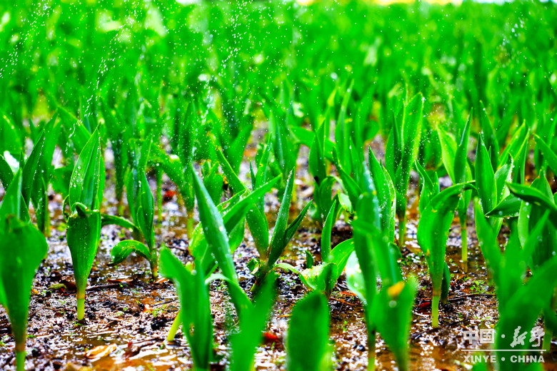 新野郁金香生长纪：从寒冬深耕到春日盛放 每一帧都是藏在花海背后的浪漫