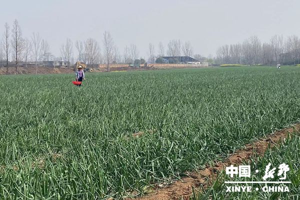 上港乡土地“转”出后劲 农民“富”得起来