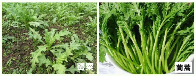 禁种铲毒宣传 | 罂粟不是花，种一颗也违法！